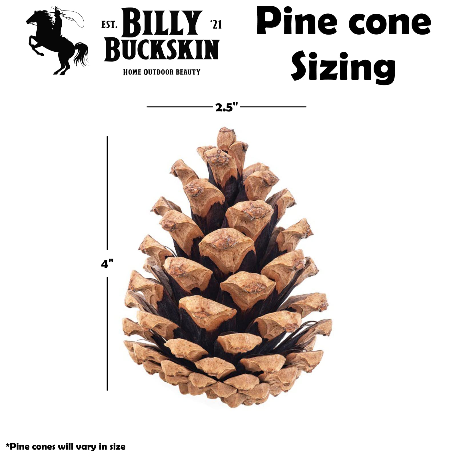 Billy Buckskin close-up of cone scales showing texture for craft detail