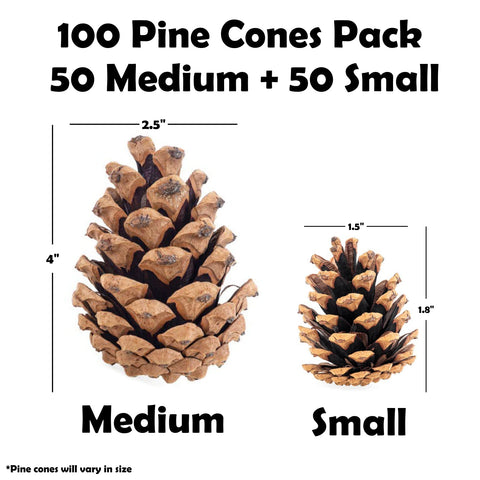 Billy Buckskin medium pine cone close-up, clean texture for painting