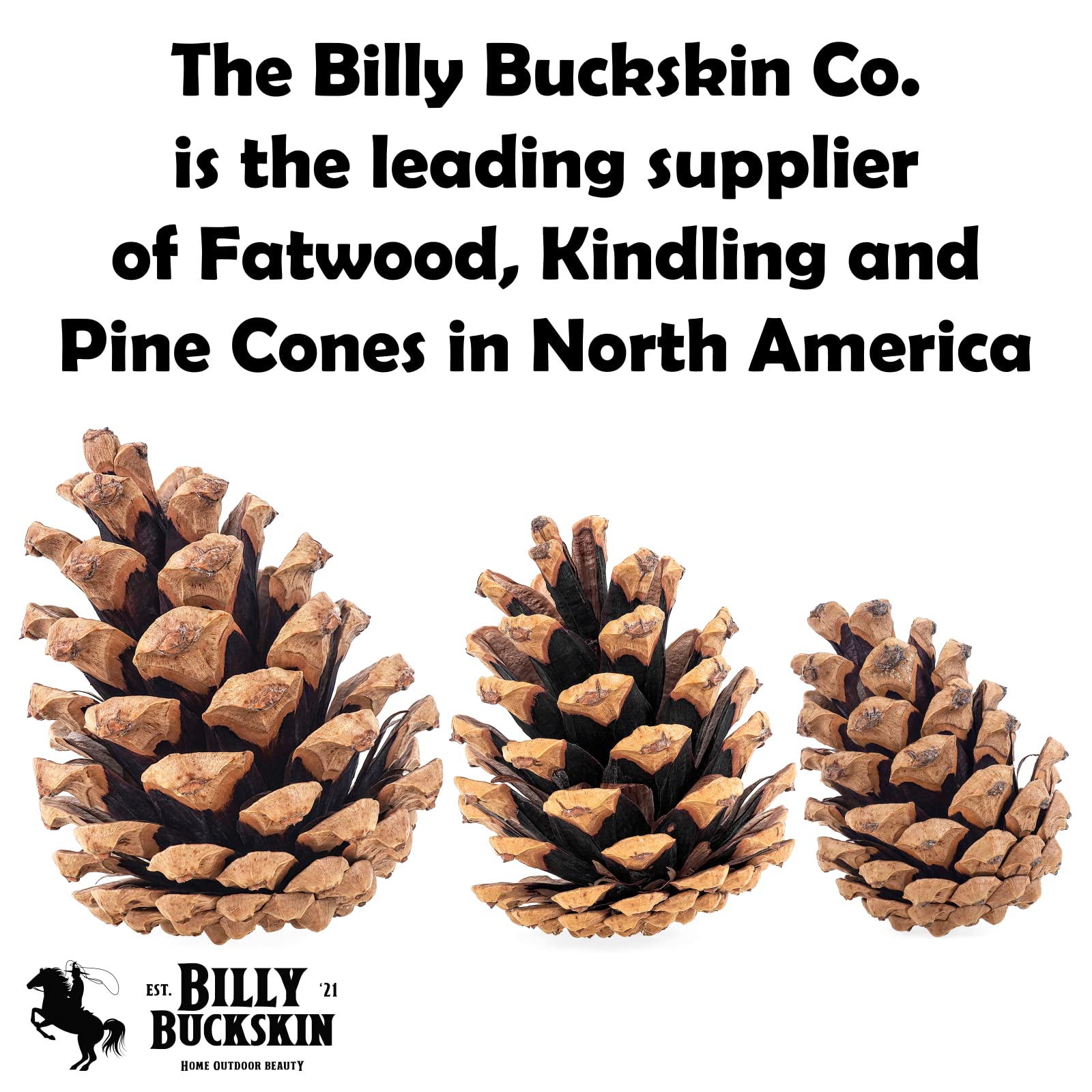 Billy Buckskin pine cones on a crafting table, inspires DIY projects