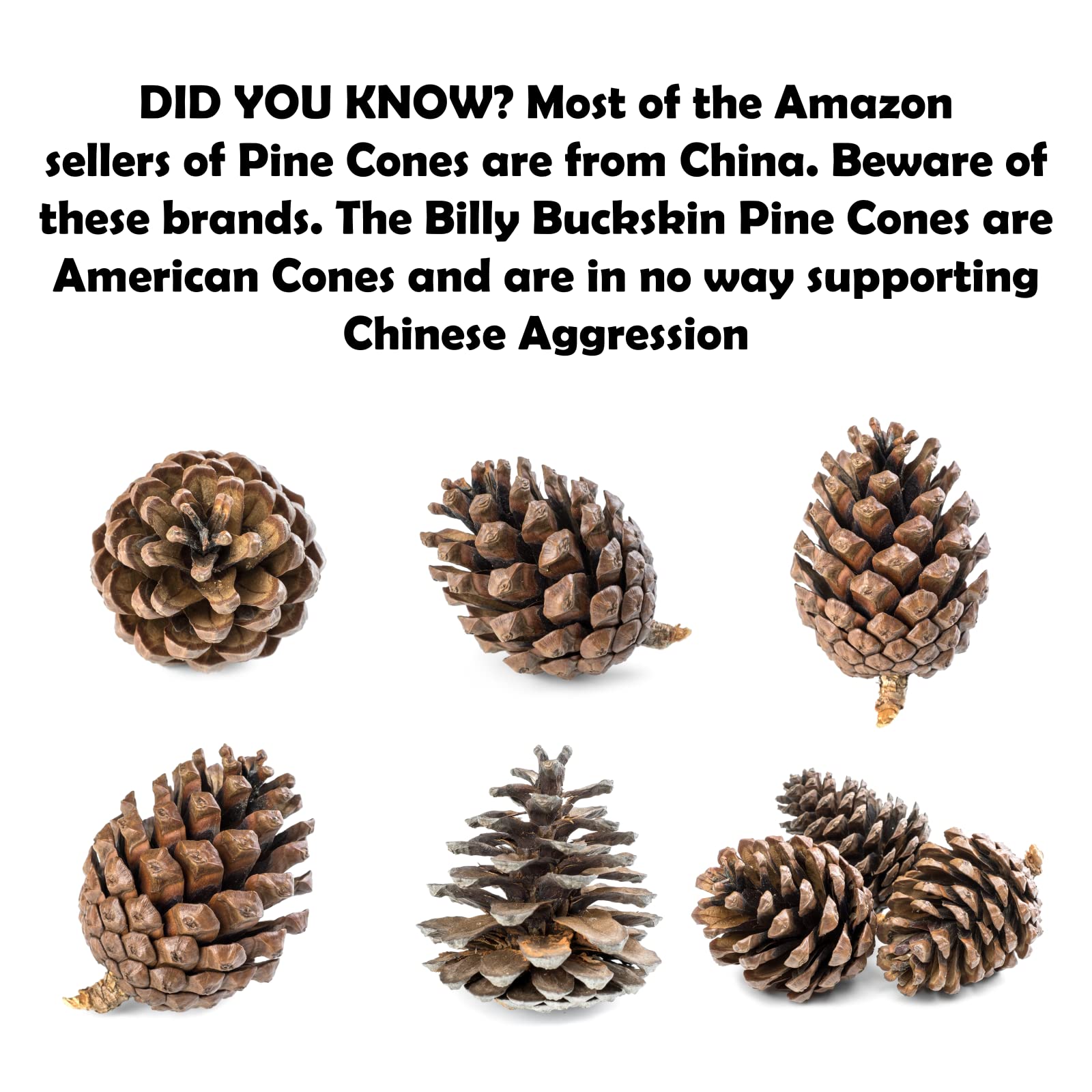 Billy Buckskin pine cones beside a ruler for size comparison and planning