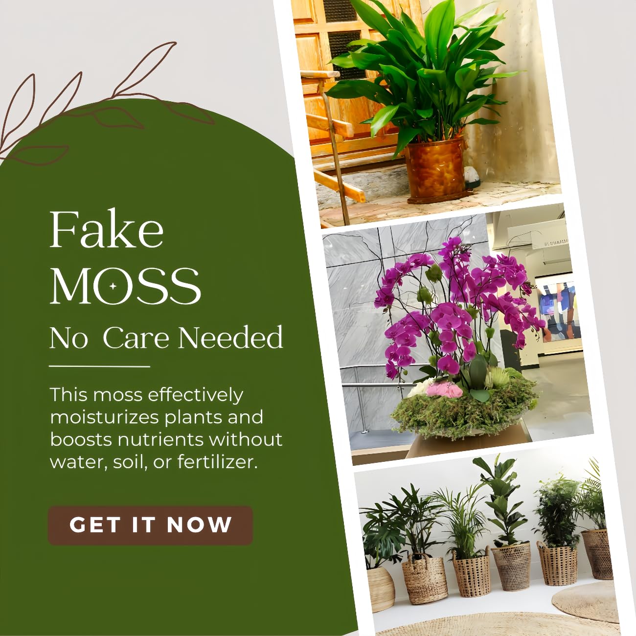 BYHER moss used as potted plant top dressing adding clean green finish