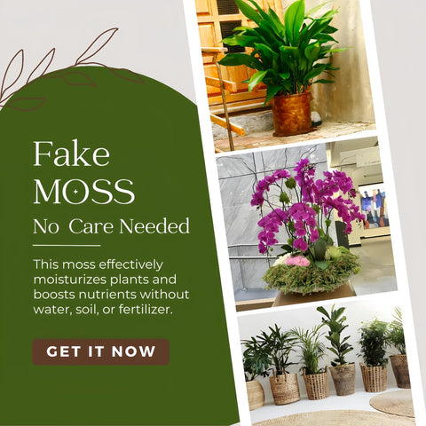 BYHER moss used as potted plant top dressing adding clean green finish