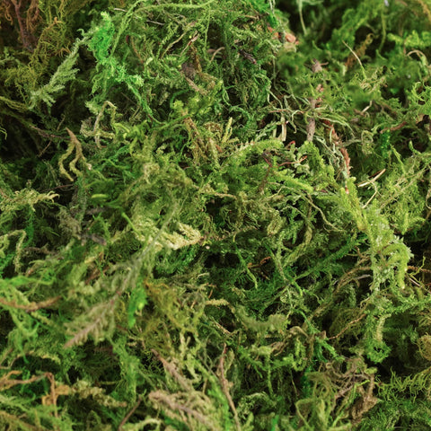 BYHER moss used in a large urn planter offering instant no-maintenance greenery