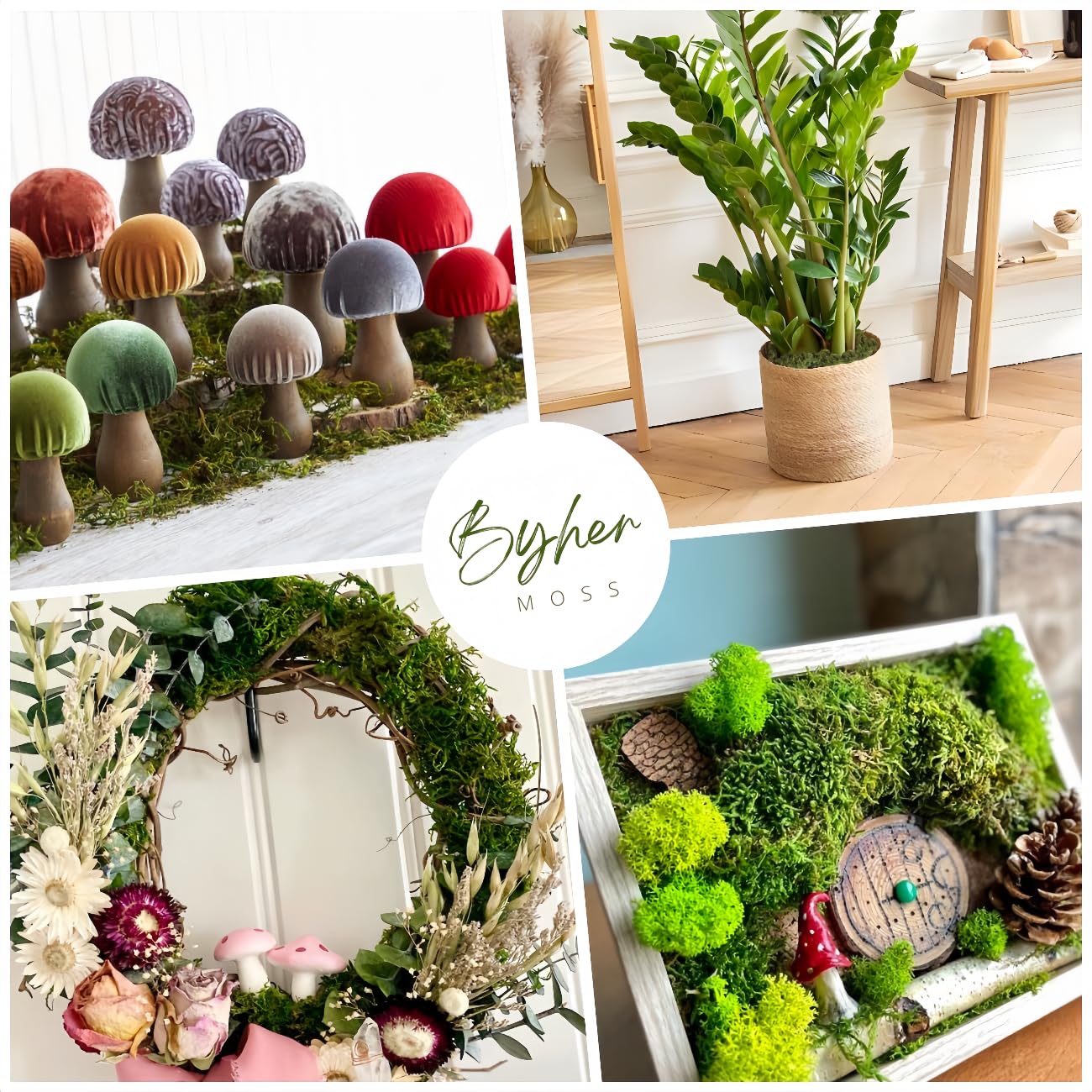 BYHER moss beside a ruler showing scale and generous 2.2lb quantity