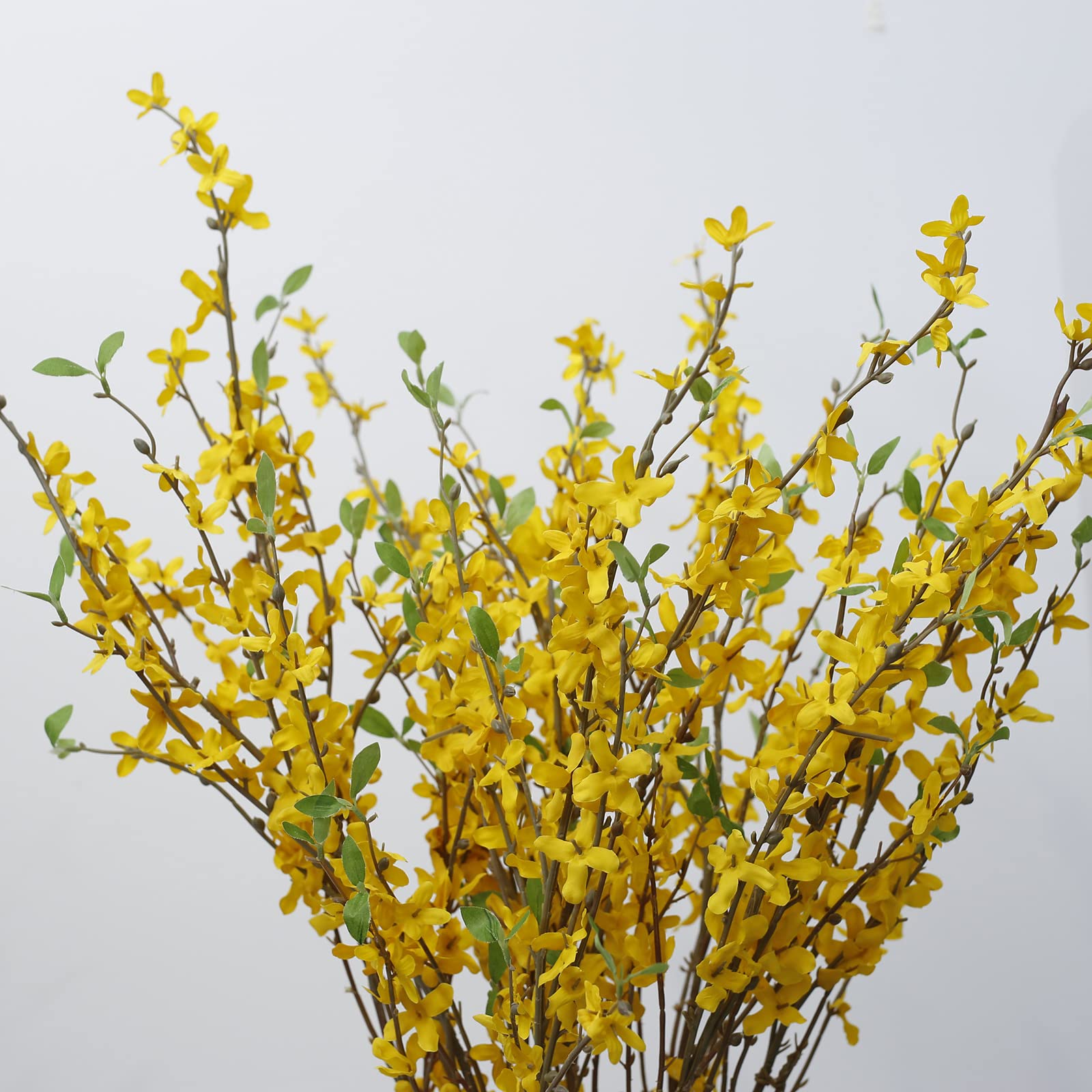 cacise forsythia scale comparison with hand illustrating true 39.4 inch size