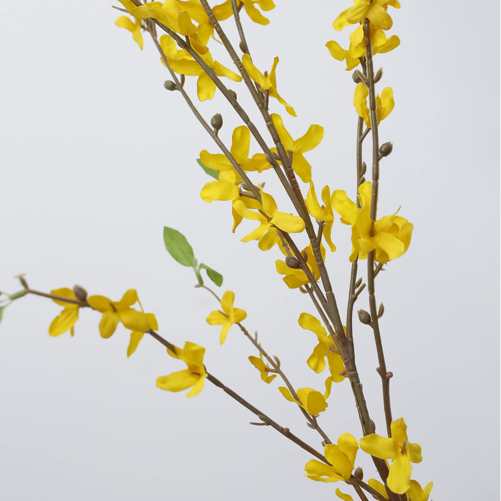 cacise forsythia trimmed short in low vase showcasing adaptable height benefit