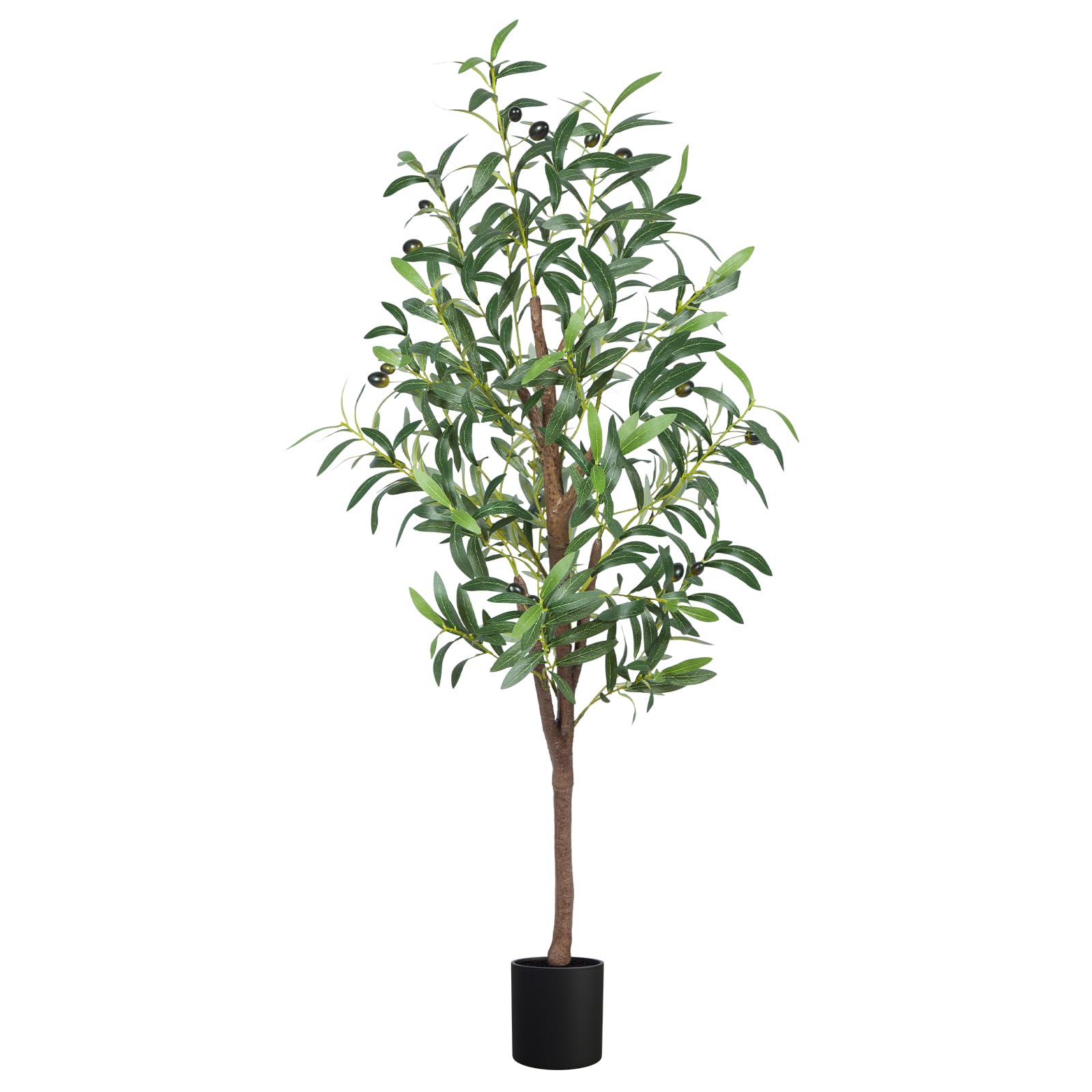 CETRD olive tree front view showing full realistic silhouette and easy styling