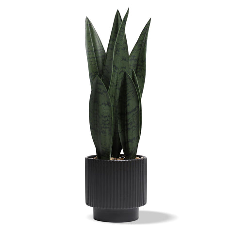 Chonsun snake plant front view showing lifelike leaves and clean silhouette