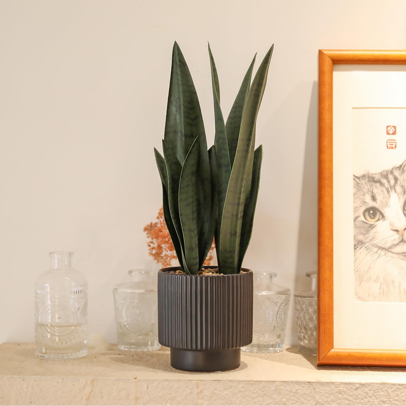 Chonsun plant packaged and ready to place for instant home styling