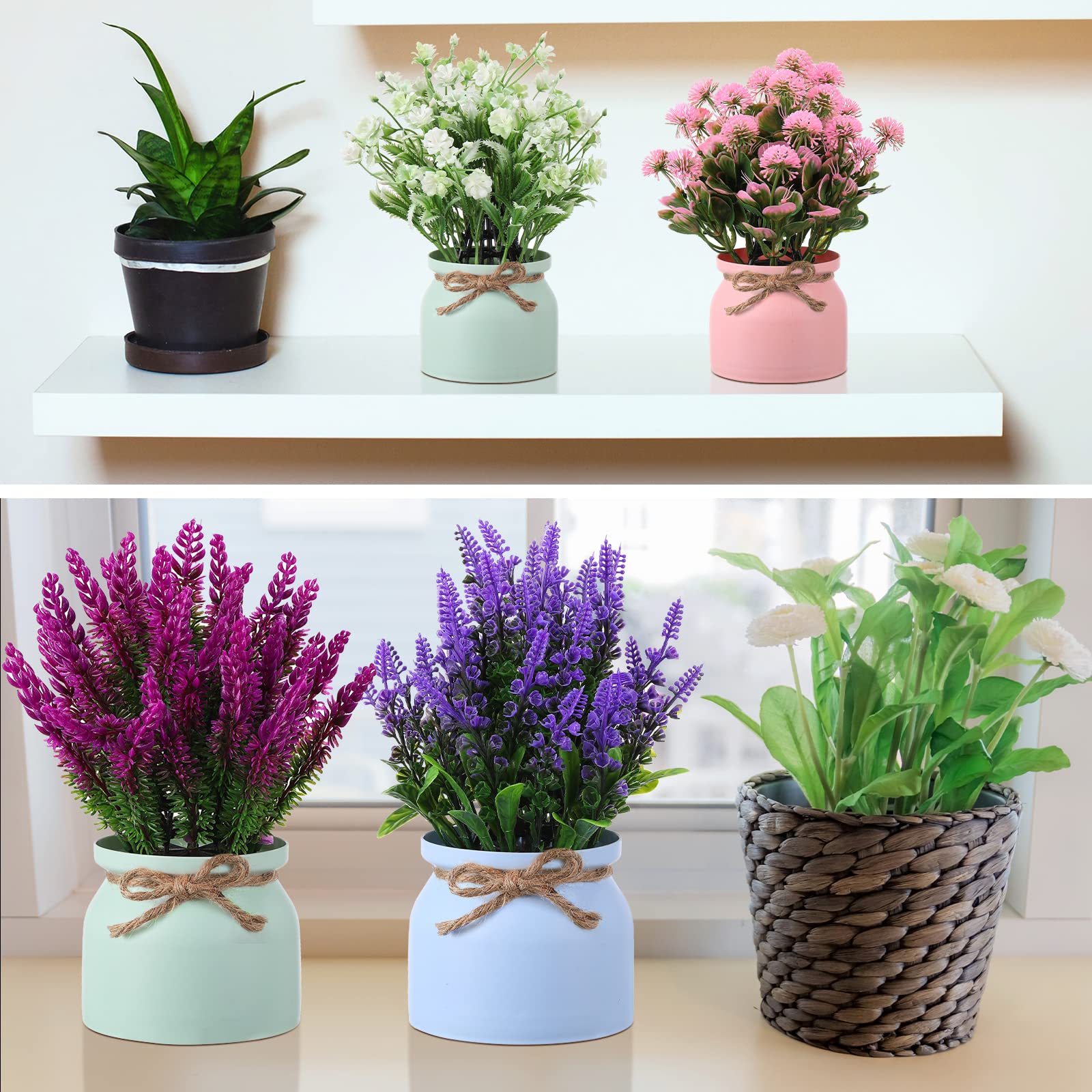 Cindeer single pot styled on a bookshelf creating neat, maintenance-free greenery