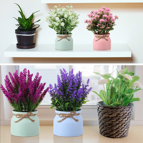 Cindeer single pot styled on a bookshelf creating neat, maintenance-free greenery