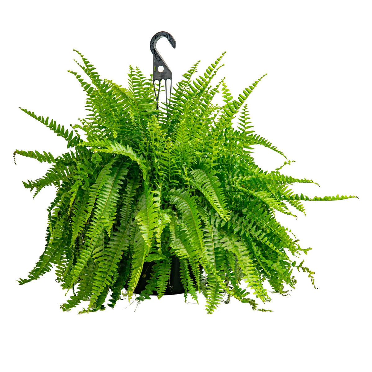 Costa Farms front view of XL Boston Fern showing full volumetric impact