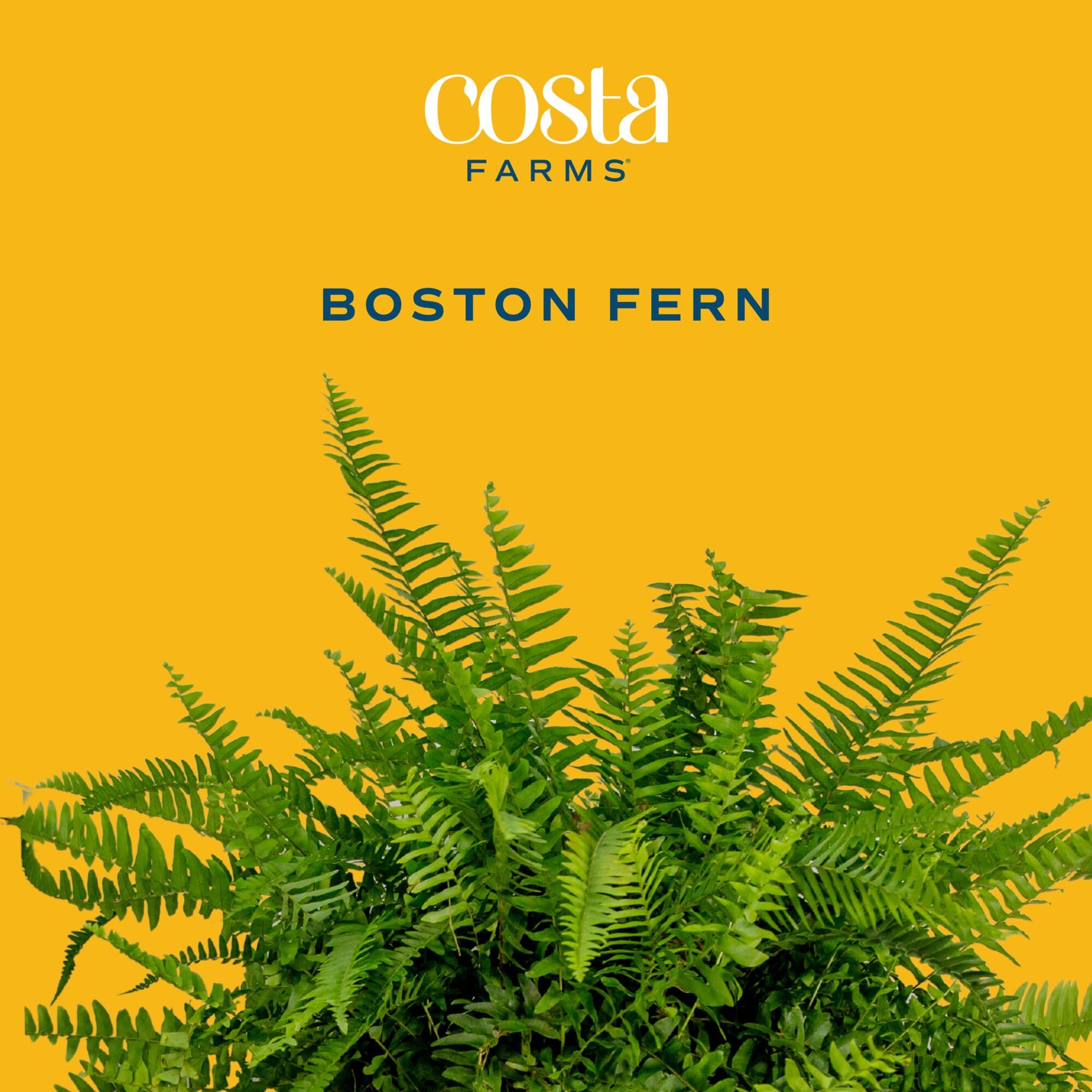 Costa Farms close-up of frond texture highlighting lush greenery benefit