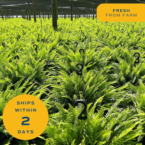 Costa Farms underside frond detail demonstrating healthy, feathered leaves