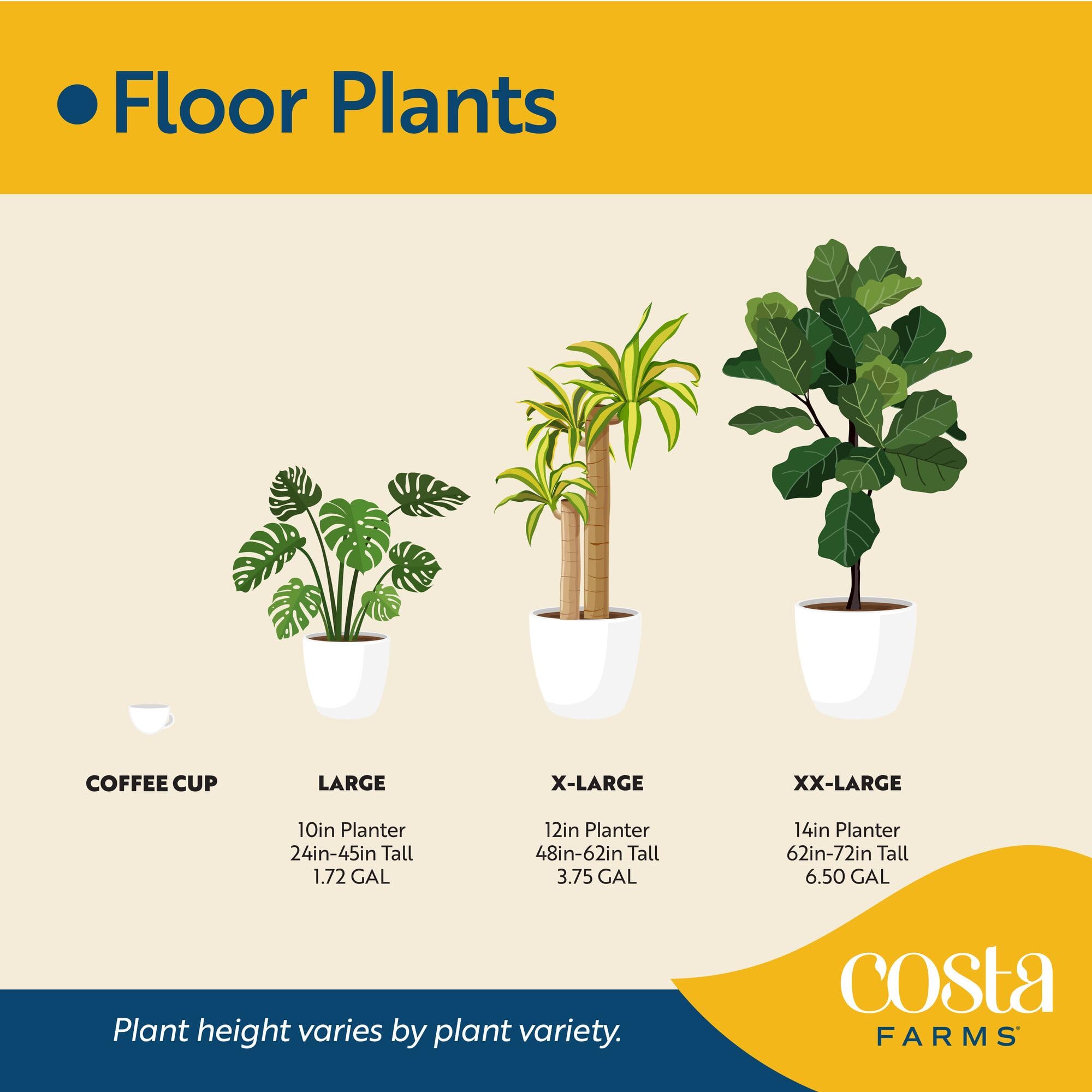 Costa Farms plant in 10-inch grower pot ready to display indoors