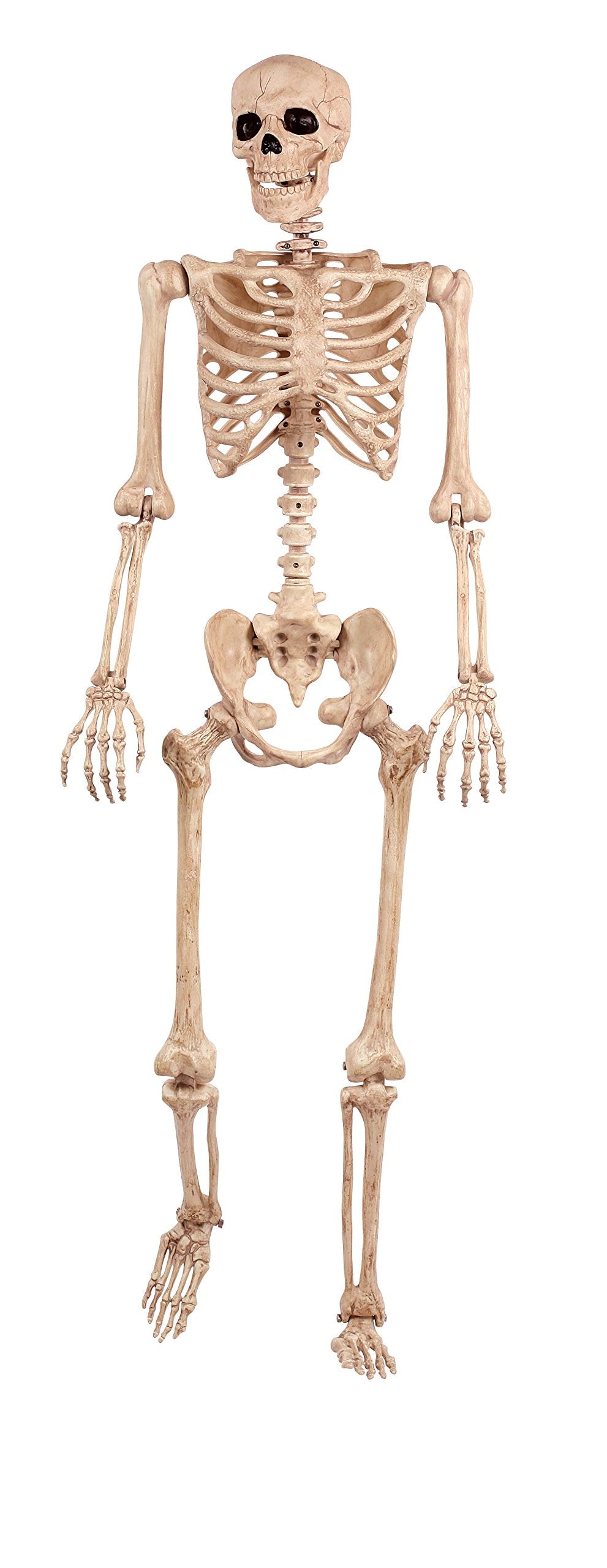 Crazy Bonez front view showing life-size skeleton for dramatic displays