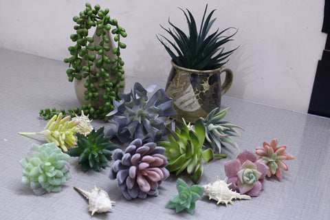 DECOROUS succulents arranged in a pot demonstrating instant decor appeal