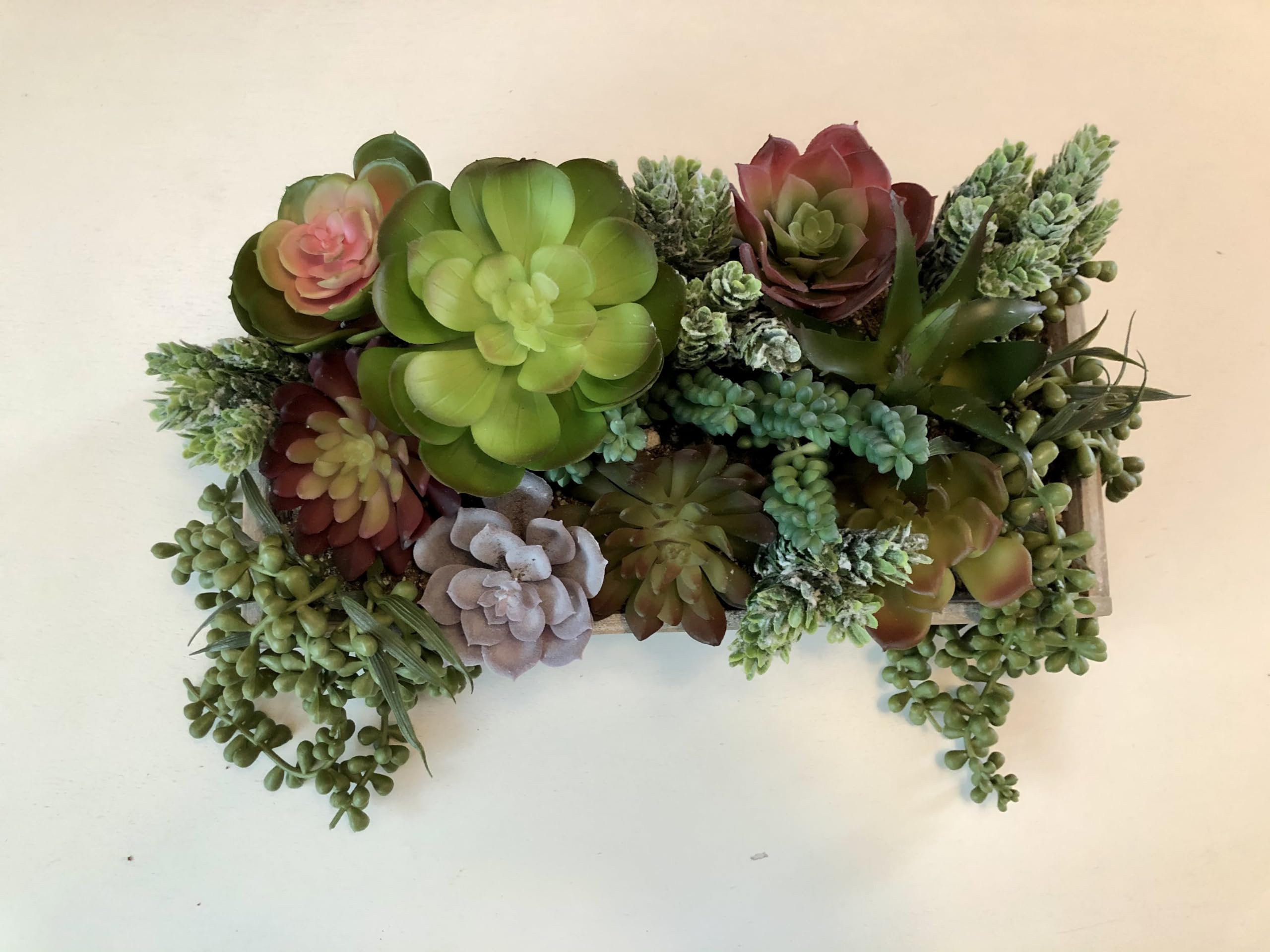 DECOROUS succulents held in hand showing scale and size range