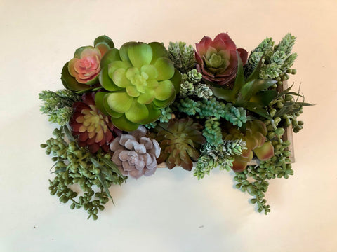 DECOROUS succulents held in hand showing scale and size range