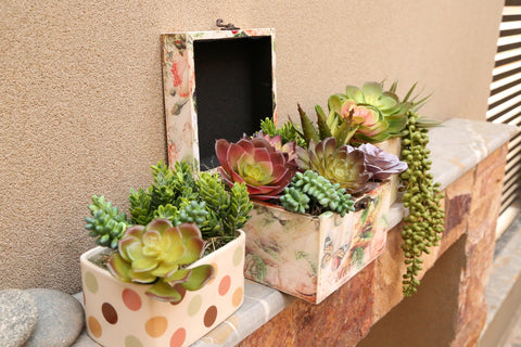 DECOROUS succulents placed in terrarium adding instant greenery