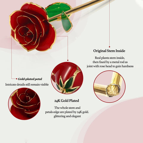 Easegain full-length rose displayed upright to show 11.2-inch stem and elegant profile