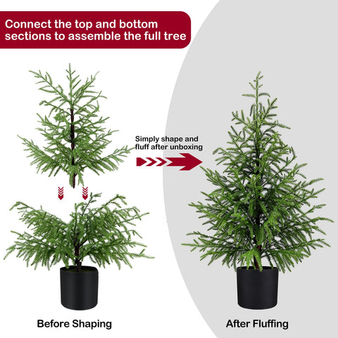 ENVEN cedar tree styled in an entryway adding welcoming evergreen curb appeal