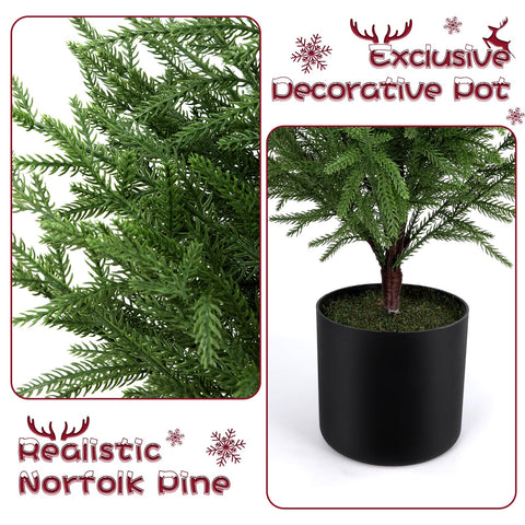 ENVEN cedar tree next to sofa showing size and scale for room placement