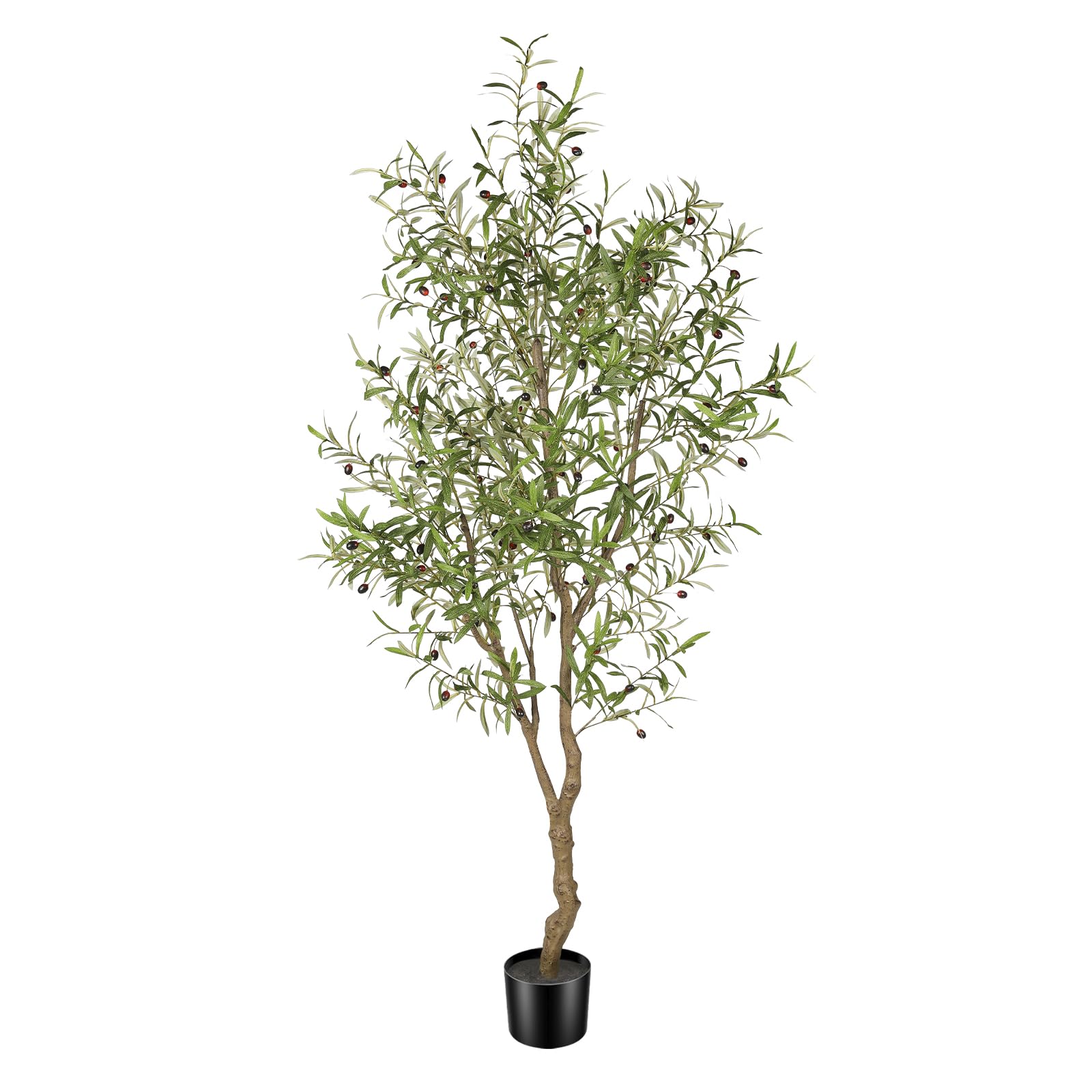 FEELEAD front view of full 7ft olive tree providing instant greenery