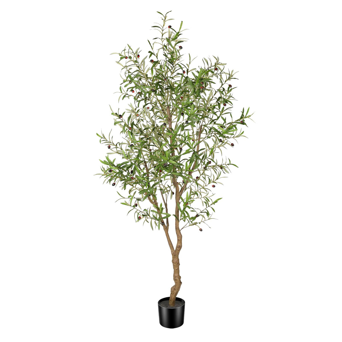 FEELEAD front view of full 7ft olive tree providing instant greenery