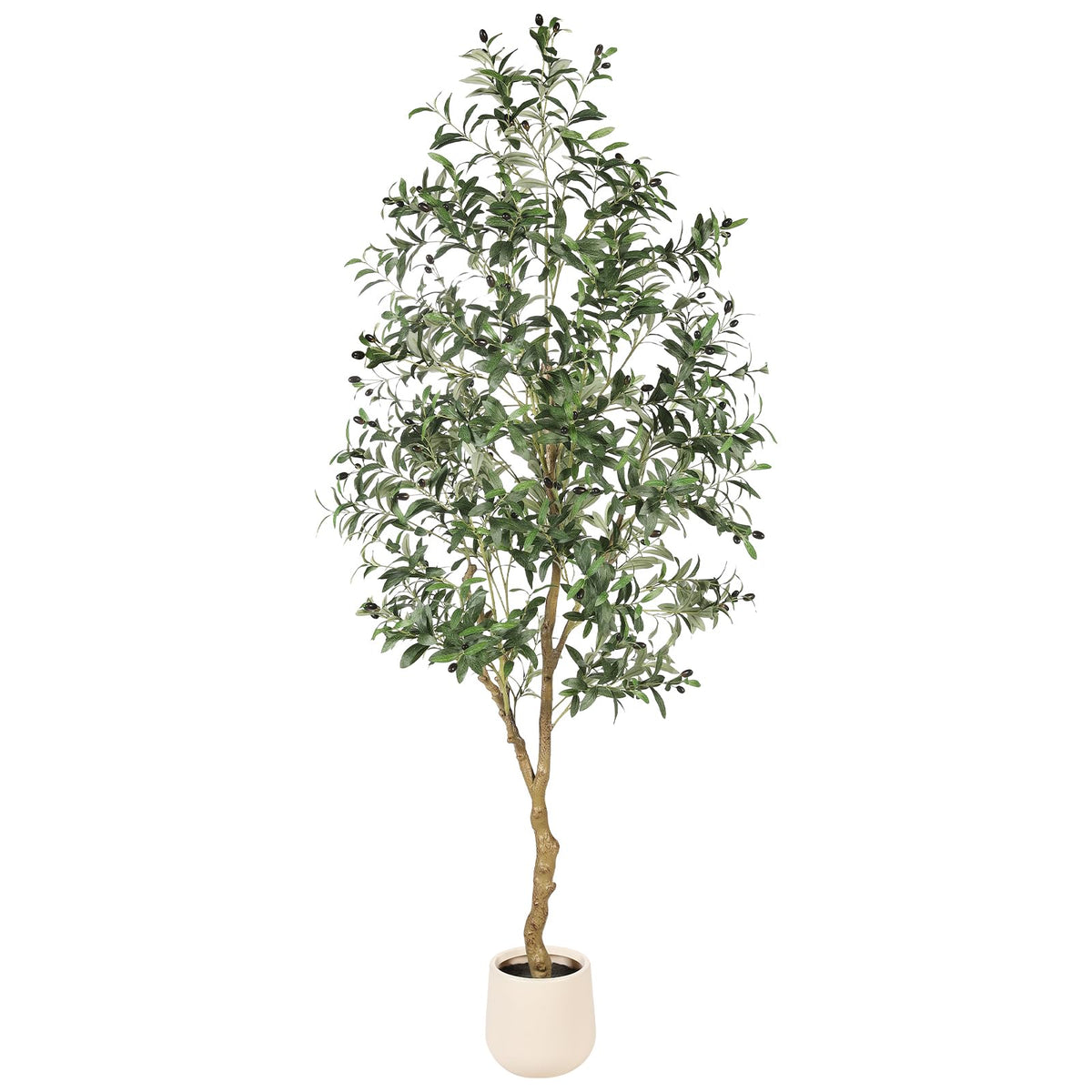 FEELEAD front view of 7ft olive tree showing full silhouette and balance