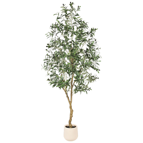 FEELEAD front view of 7ft olive tree showing full silhouette and balance