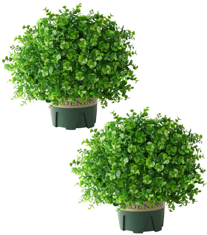 florisso packaging and contents shows ready-to-use pre-potted presentation