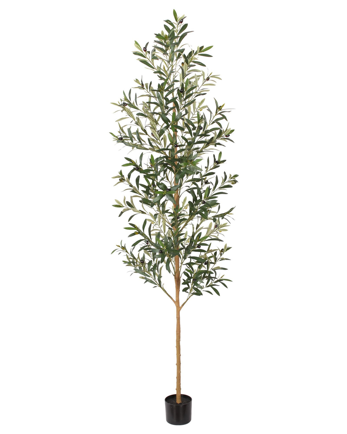 FLOWORLD front view 7ft olive tree creates bold centerpiece