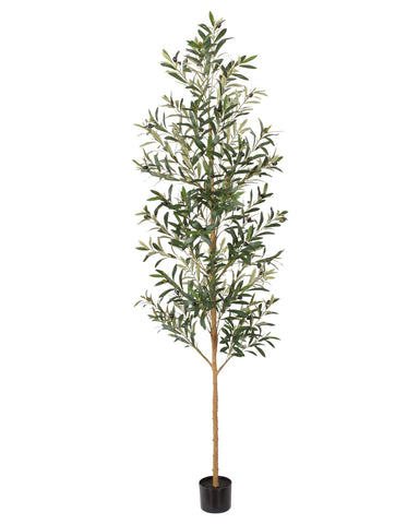 FLOWORLD front view 7ft olive tree creates bold centerpiece