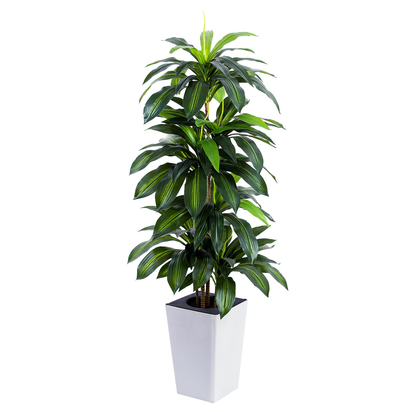 FLOWORLD dracaena front view showing full height and balanced silhouette