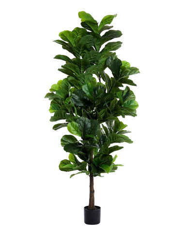 FLOWORLD front view of 6ft fiddle leaf fig showing full shape and height benefit