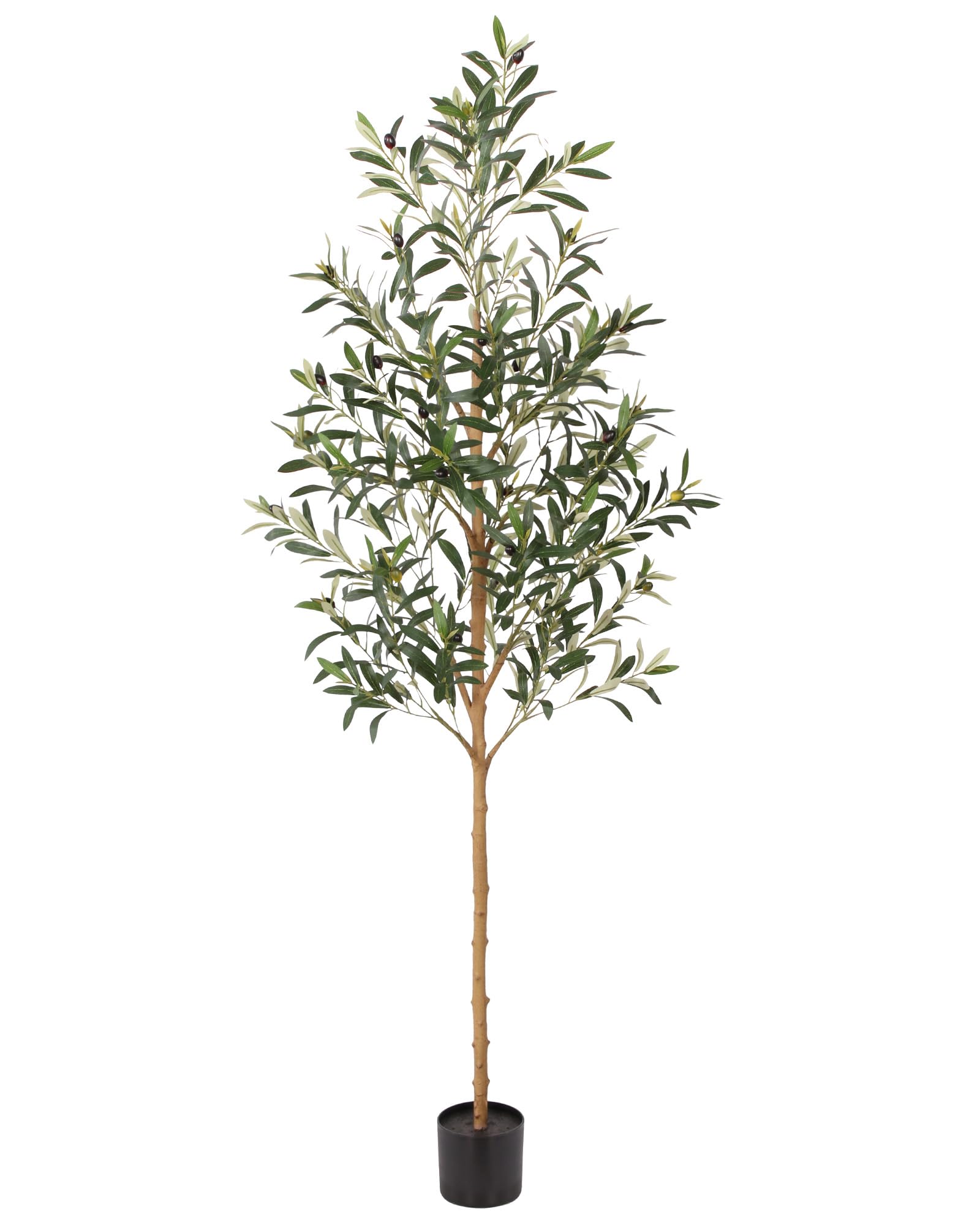 FLOWORLD olive tree front view showing full height and elegant silhouette