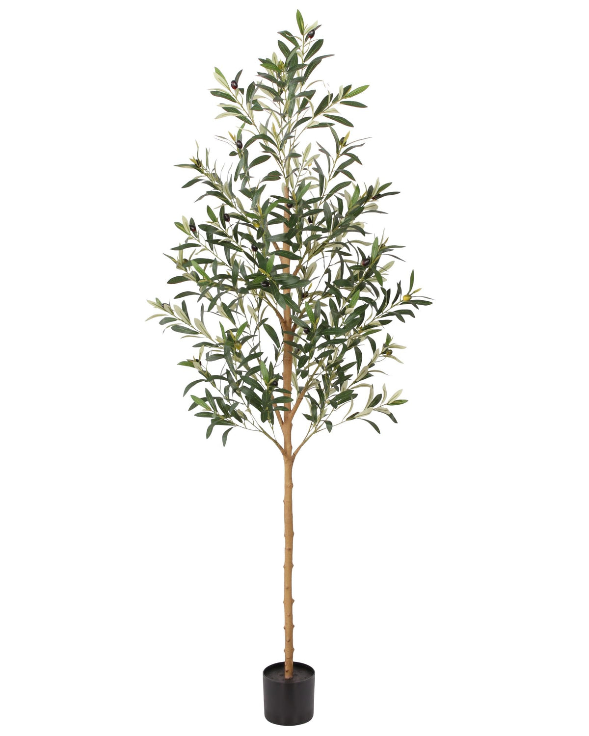 FLOWORLD olive tree front view showing full height and elegant silhouette