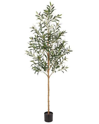 FLOWORLD olive tree front view showing full height and elegant silhouette