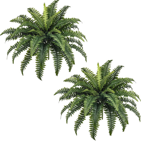 FOREST PRINCE front view showing full 35-inch fern spread and instant curb appeal