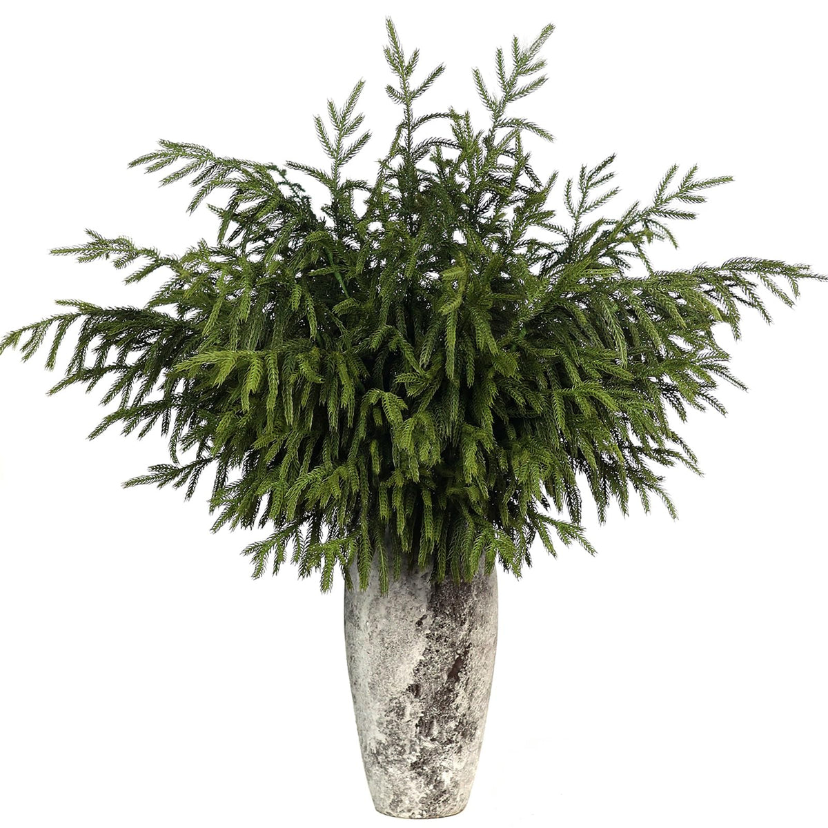 FOTEEWL front view of four 36-inch Norfolk pine branches showing full pack and shape benefits