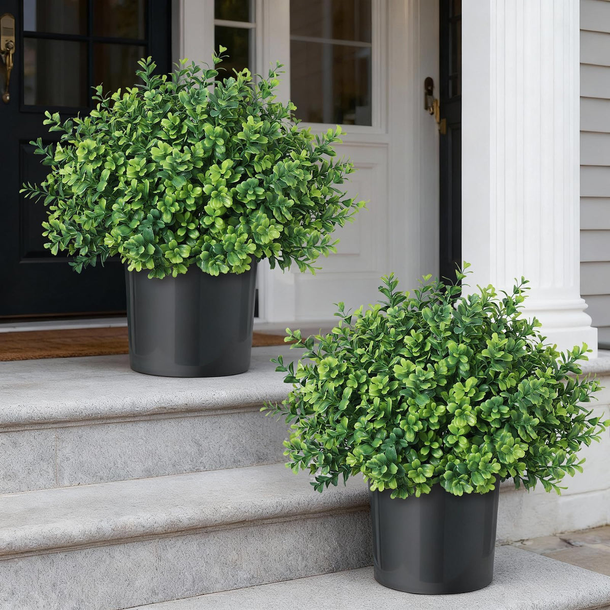 FOTEEWL front view of two potted boxwood topiary trees adding curb appeal
