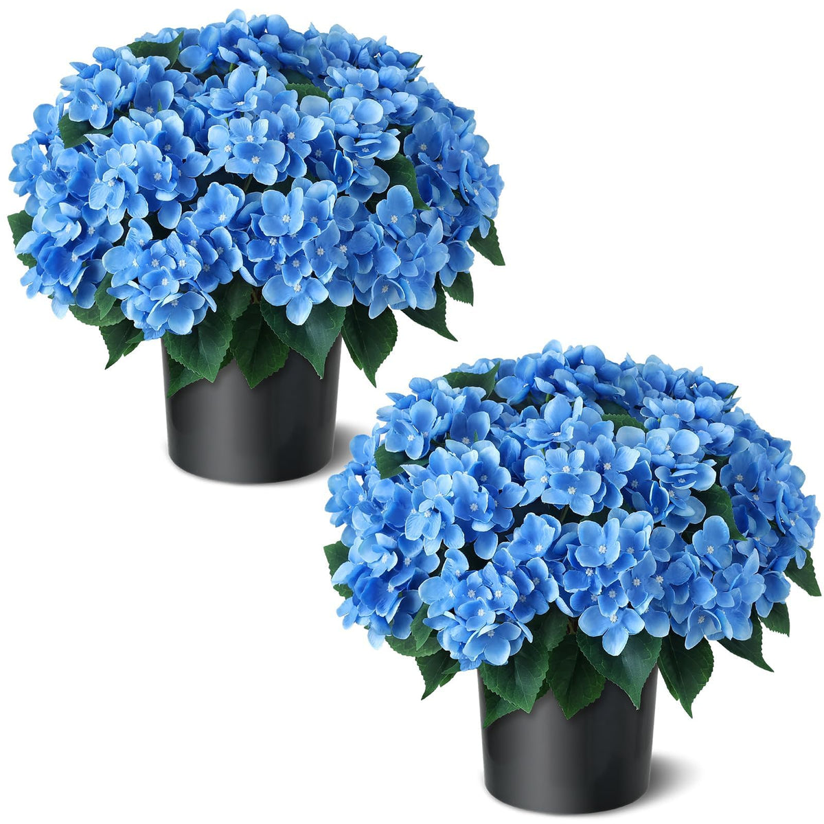 FOTEEWL front view showing full blue hydrangea ball and balanced curb appeal