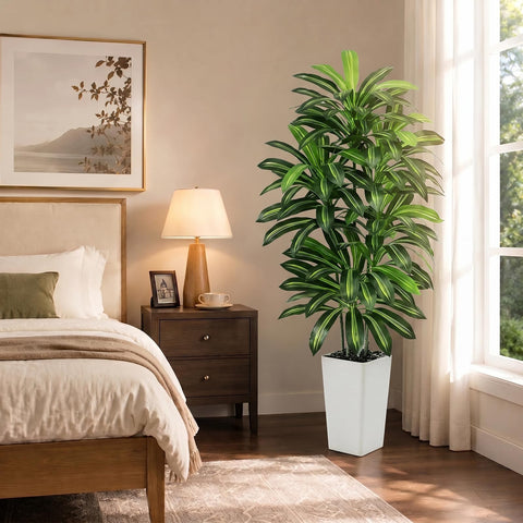 FSOHOI dracaena being wiped clean to show easy maintenance