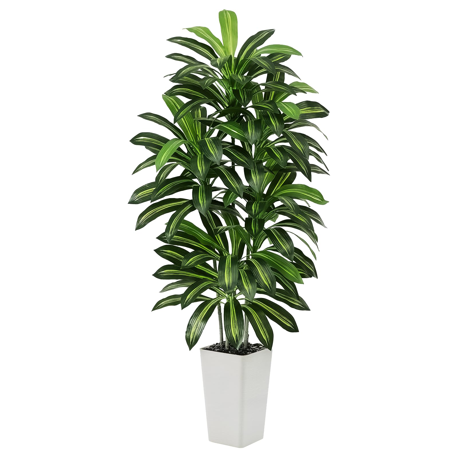 FSOHOI dracaena front view showing full height and lush appearance