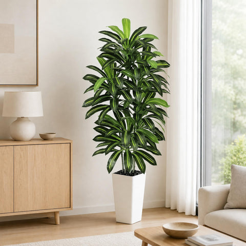 FSOHOI front view of 6ft dracaena in white planter shows full height and balance