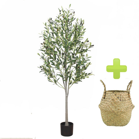 Generic 5-foot olive tree front view adding instant Mediterranean style