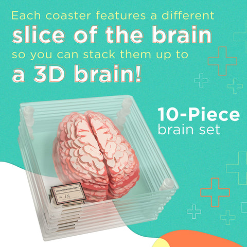 Generix Geek close-up of anatomical slice print, enhances study and display