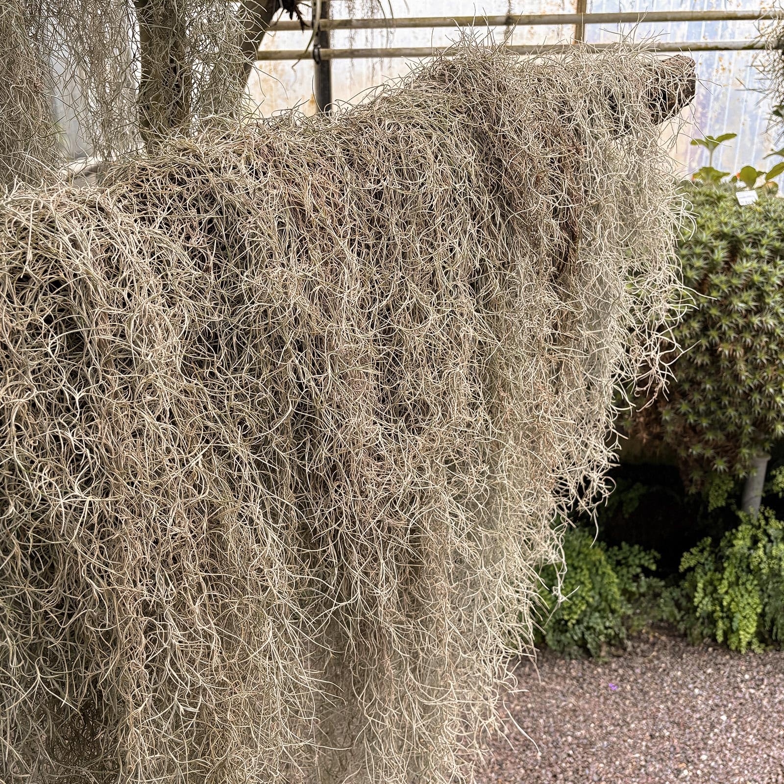 Giegxin moss next to ruler demonstrating 41 inch length for coverage