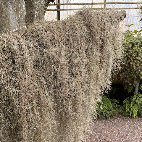 Giegxin moss next to ruler demonstrating 41 inch length for coverage